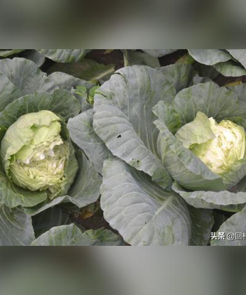 邯郸养猪条件最新分析