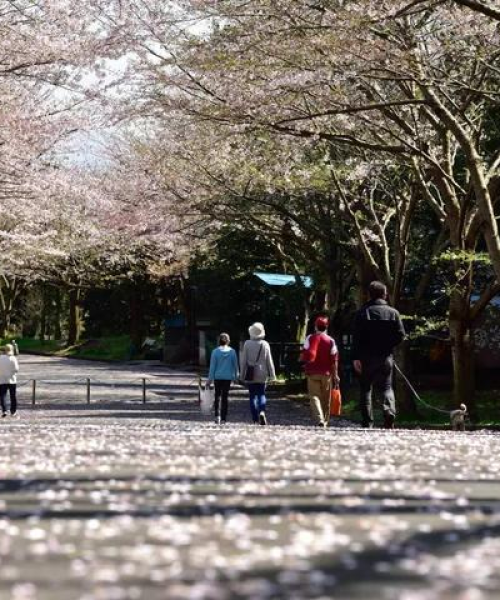 今日樱花街新闻最新消息