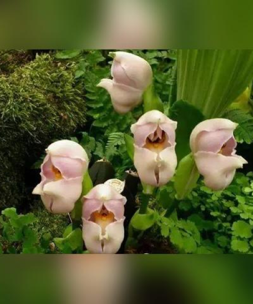 世界汽车蜡排名